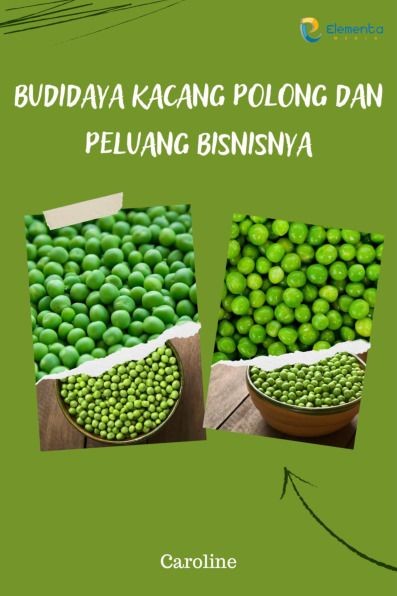Budidaya Kacang Polong dan Peluang Bisnisnya